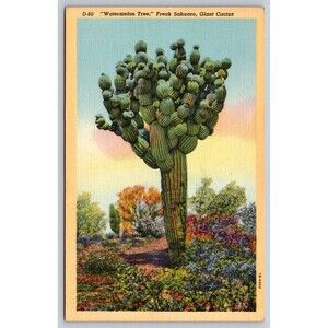 Postcard Watermelon Tree Freak Sahuaro Giant Cactus Saguaro National Monument AZ